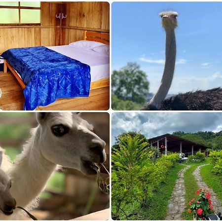 Finca Ecoparaiso Ибаге Экстерьер фото