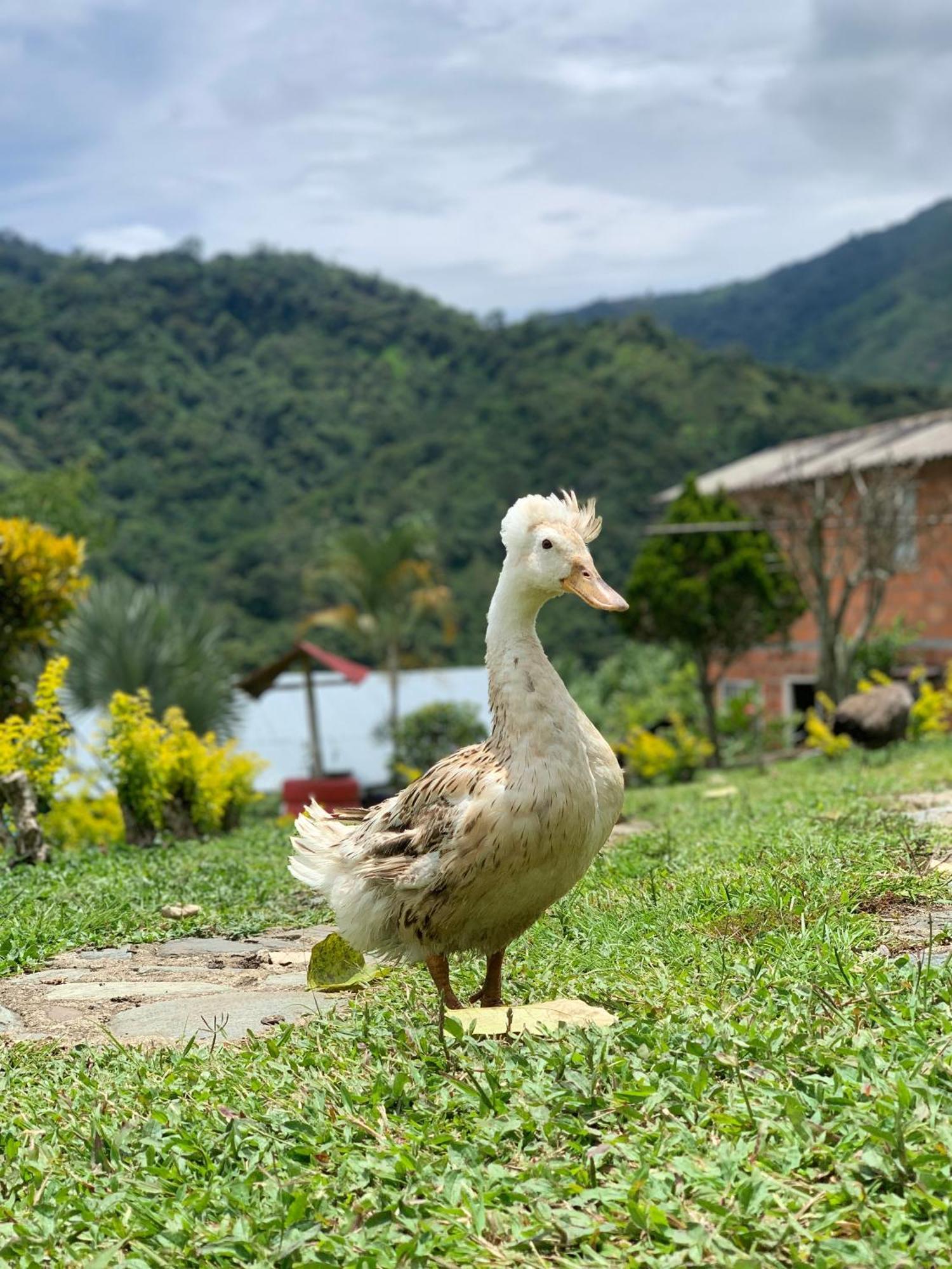 Finca Ecoparaiso Ибаге Экстерьер фото